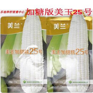 美玉25号白甜糯玉米种籽大棒非转国审加糖加甜糯白粘糯玉米种子