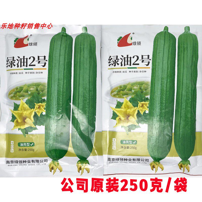 绿领绿油2号短棒油皮丝瓜种籽高产耐热油亮香丝瓜水瓜种子250克