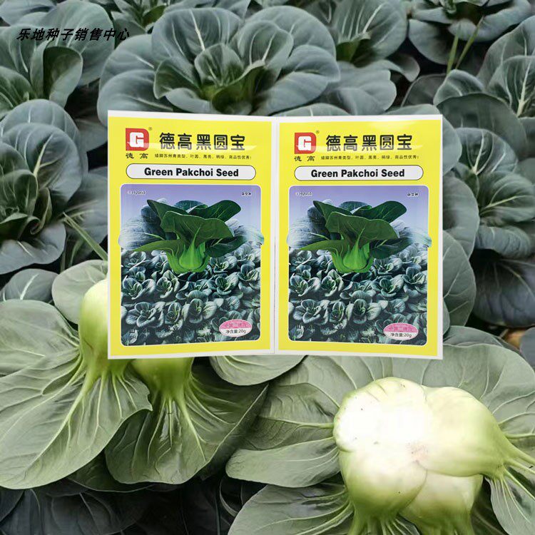 德高黑圆宝苏州青青菜种籽高产耐寒四季矮脚黑亮叶圆黑菜苏州青种