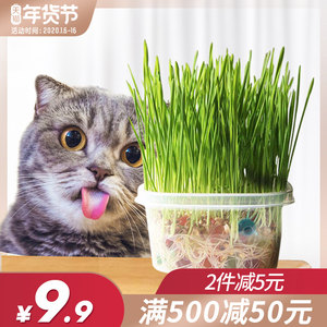 【猫草猫薄荷种子套装图片】猫草猫薄荷种子套