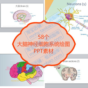 神经学细胞系统绘图PPT素材大脑截面副交感皮层脊髓脑动脉脑干