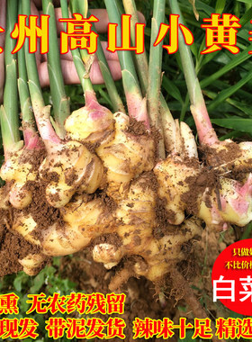 贵州小黄姜新鲜2年老姜