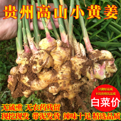 现挖贵州小黄姜高山嫩姜