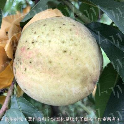 奉化老品种水蜜桃星脉自家果园