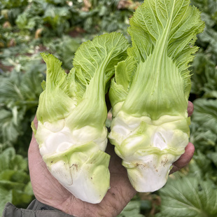 四川新鲜大个儿菜头层崽崽新鲜儿菜大个头有空心现象