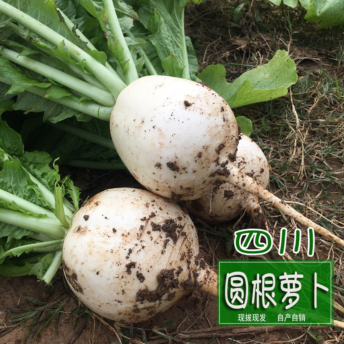 四川特产圆萝卜圆根萝卜罐罐萝卜圆白萝卜春不老萝卜冰糖罐萝卜,水产肉类/新鲜蔬果/熟食,萝卜/胡萝卜,淘宝优惠券,粉丝福利购,淘宝优惠卷