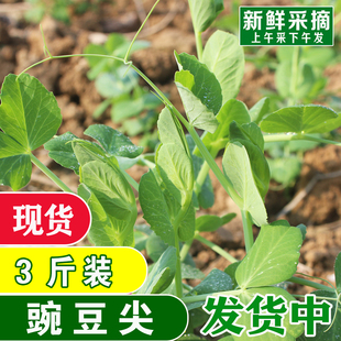 四川特产新鲜蔬菜豌豆尖 豌豆苗 豌豆尖龙须菜