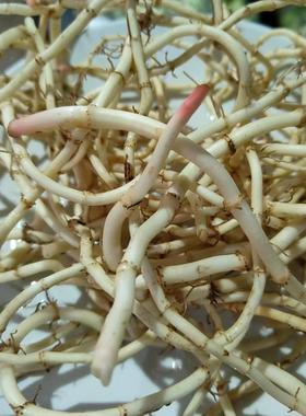 四川特产带泥鱼腥草新鲜折耳根节节根侧耳根鱼星草脆嫩凉拌