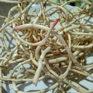 四川特产带泥鱼腥草新鲜折耳根节节根侧耳根鱼星草脆嫩凉拌