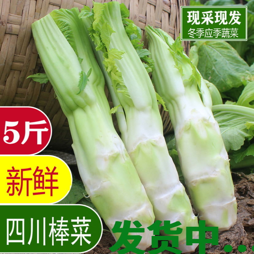 四川特产菜苔新鲜棒菜芥菜青菜