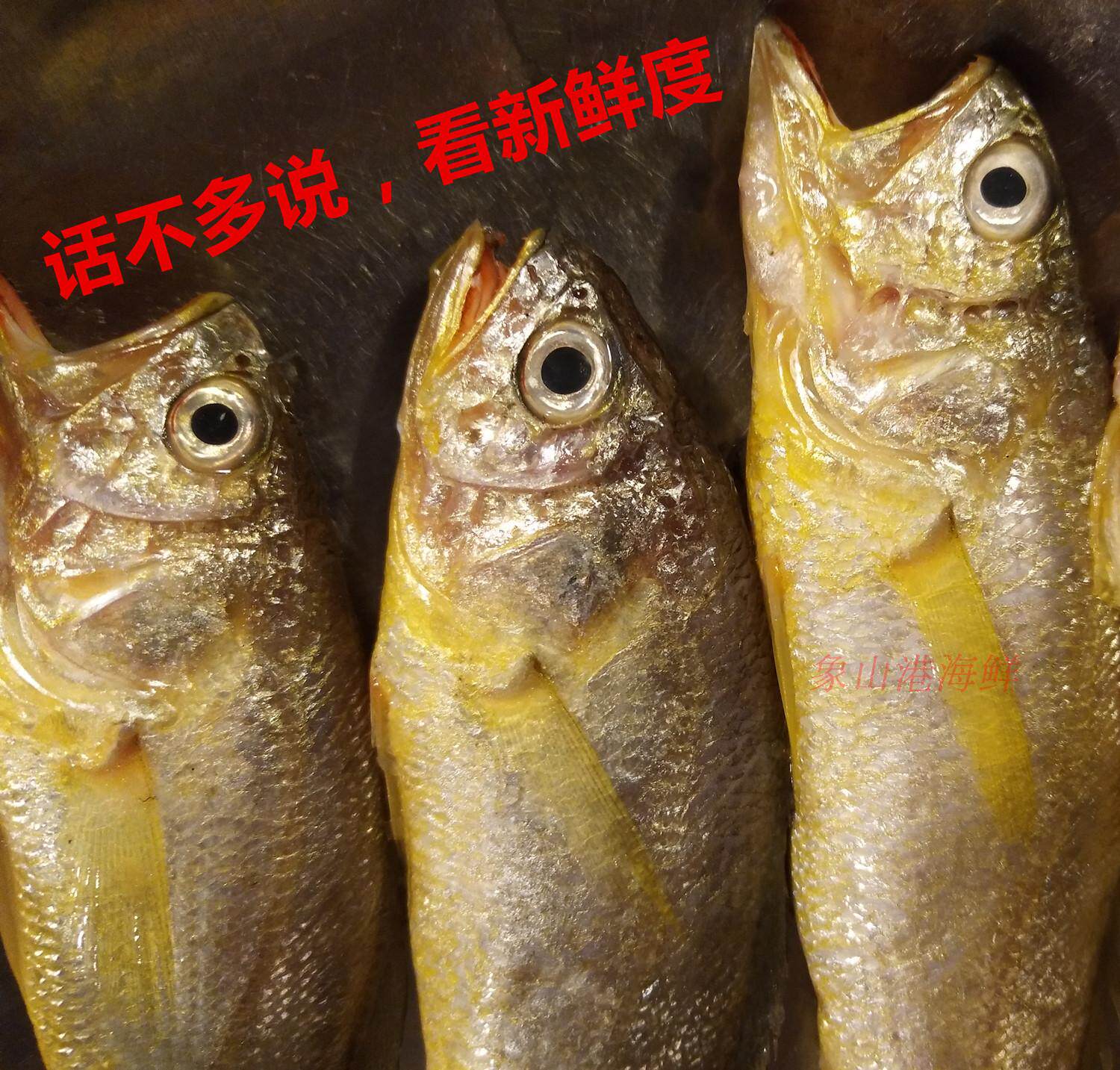非冷冻正宗东海新鲜野生小黄鱼象山本地海鲜小黄花鱼三斤江浙包邮