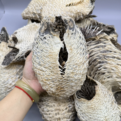 海南刺豚鱼皮刺龟海刺猬海胆鱼皮