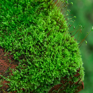 鲜活苔藓微景观盆景盆栽水陆缸造景青苔植物白发藓假山草diy材料