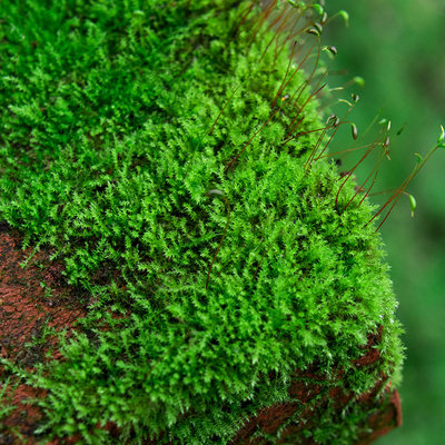 鲜活青苔山里花木苔藓微景观植物