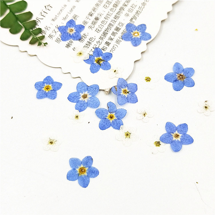 压花画紫色干花diy材料脸部装饰diy干花勿忘草花书签手工