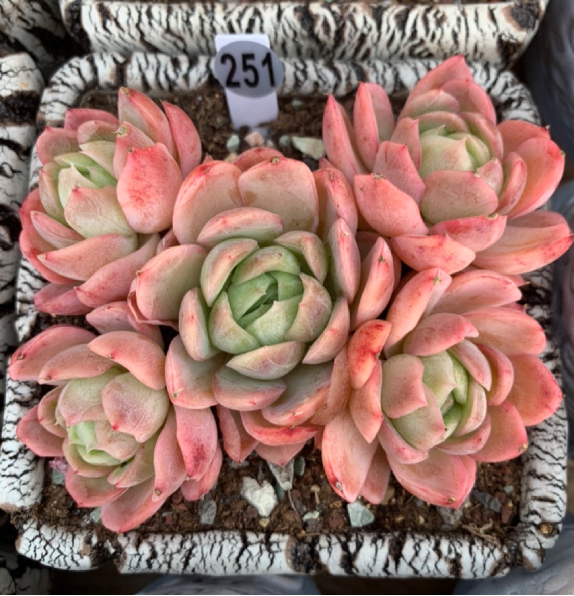 一物一拍精品控养多肉群生落樱暗纹月影原始蓝色惊喜