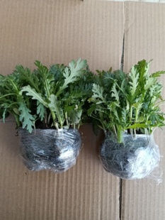 皇帝菜中叶茼蒿苗秧茼蒿菜苗茼蒿正品四季蔬菜苗