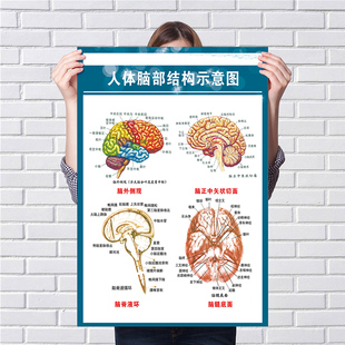 人体脑部结构示意图墙贴人体解剖结构挂图脊柱图解血管系统示挂画