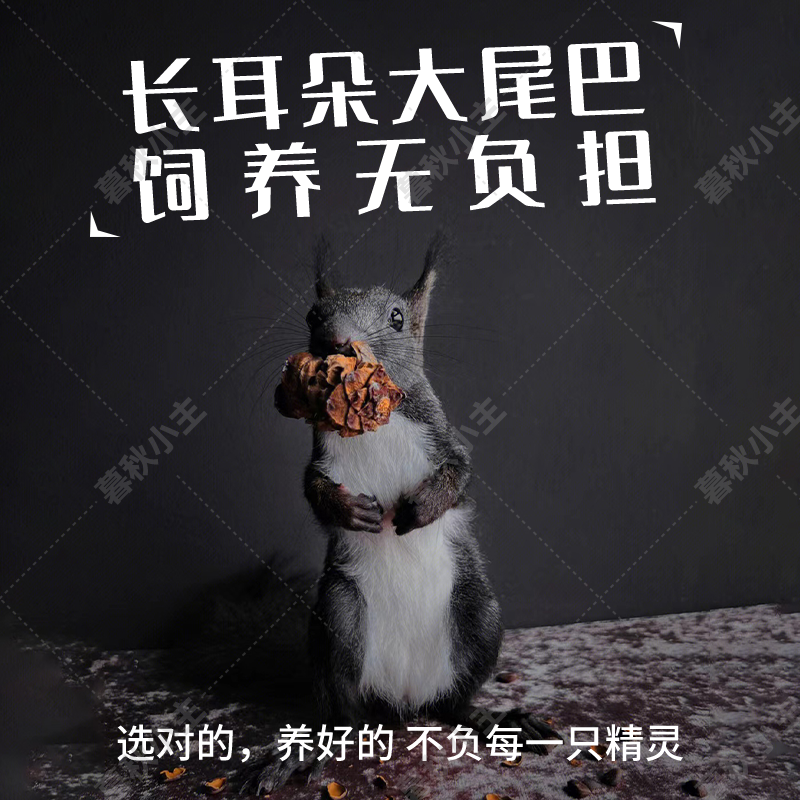 魔王松鼠宠物活物幼崽幼儿黄山红腹花栗鼠金花萌宠玩偶生日礼物