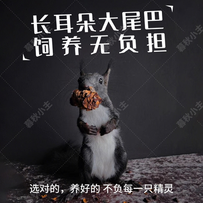 魔王黄山红腹金花幼崽现货