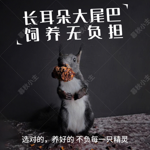 魔王黄山红腹金花幼崽现货