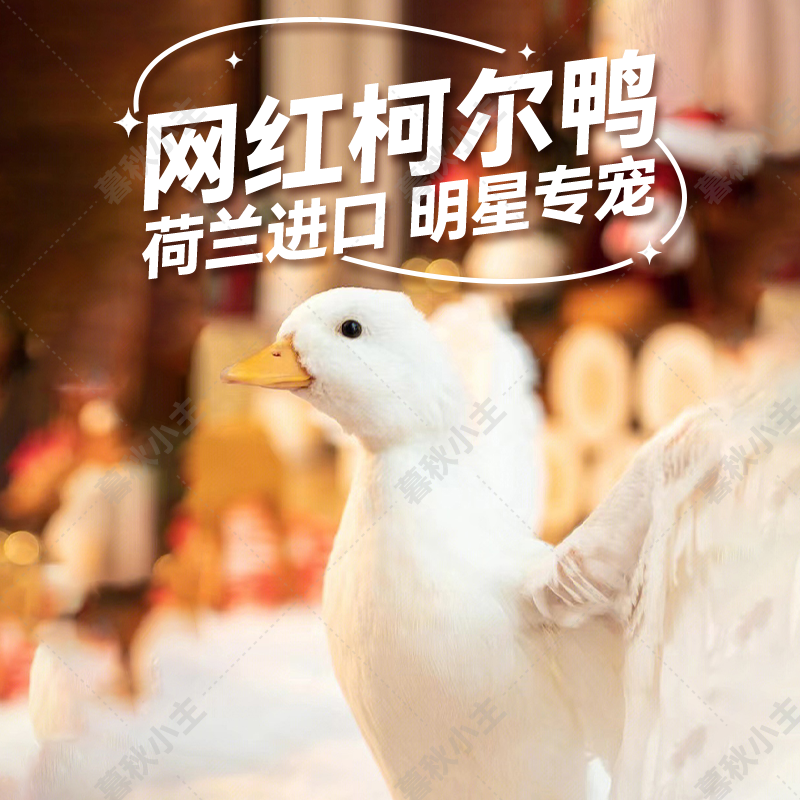 暮秋小主网红柯尔鸭受精蛋宠物鸭可达鸭活体鸭蛋幼崽纯荷兰柯尔鸭