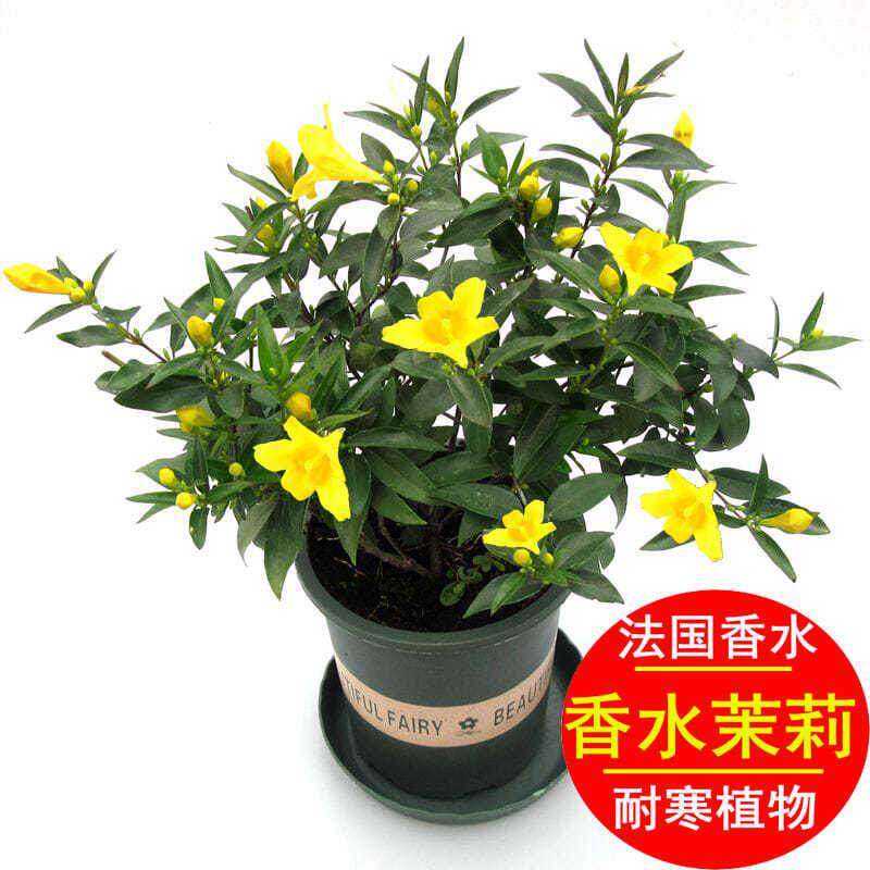 法国香水藤爬藤植物盆栽四季花卉飘香藤茉莉花室内外阳台耐寒植物