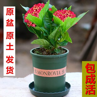 绣球花苗盆栽无尽夏八仙花四季 开花阳台庭院花卉耐寒植物好养易活