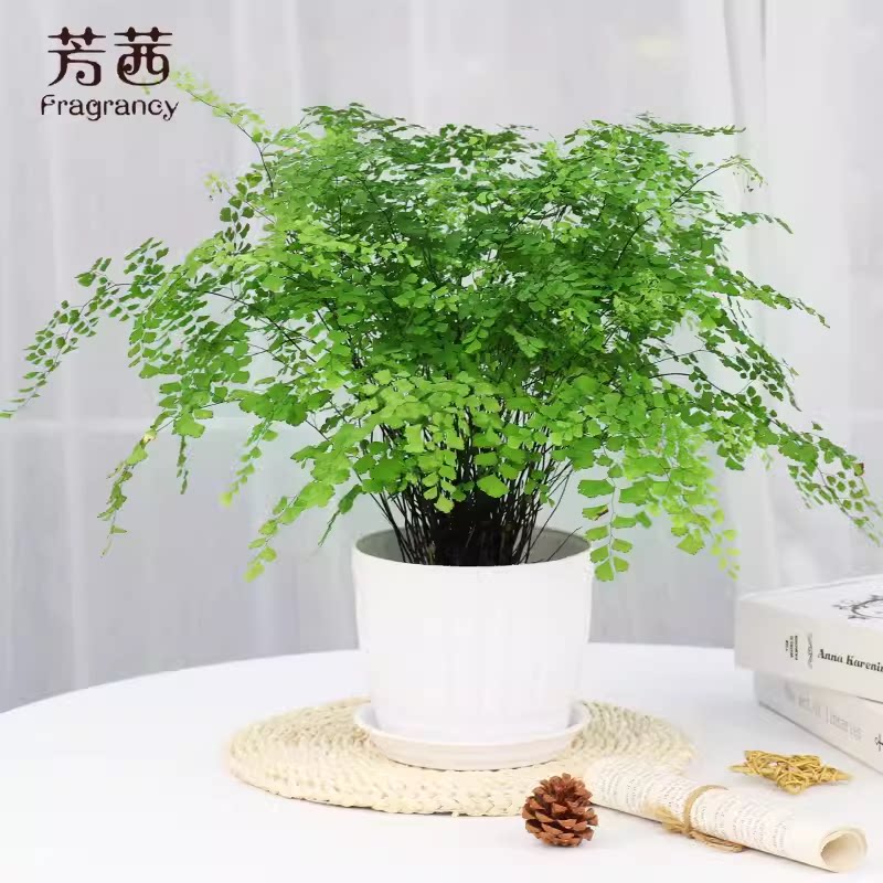 铁线蕨盆栽水培苔藓球室内客厅桌面绿植蕨类植物耐阴好养四季常青
