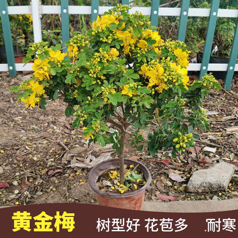 黄金梅盆栽黄金树独杆棒棒糖常绿木本家庭阳台花卉开花绿色植物