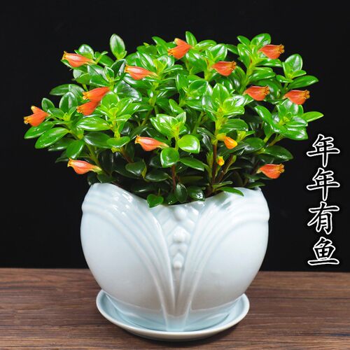 金鱼花吊兰金鱼花盆栽金鱼花带花苞室内四季常青绿植花卉四季开花