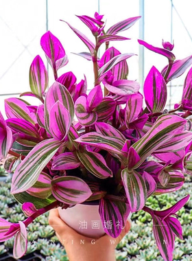 婚礼油画吊兰盆栽兰锦紫兰露阳台室内办公桌水培植物好养绿植花卉