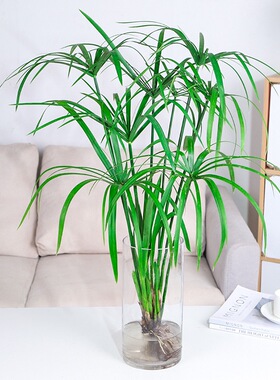 水生植物水竹鱼池水道绿化风车草水草苗水养花卉绿植庭院旱伞草苗