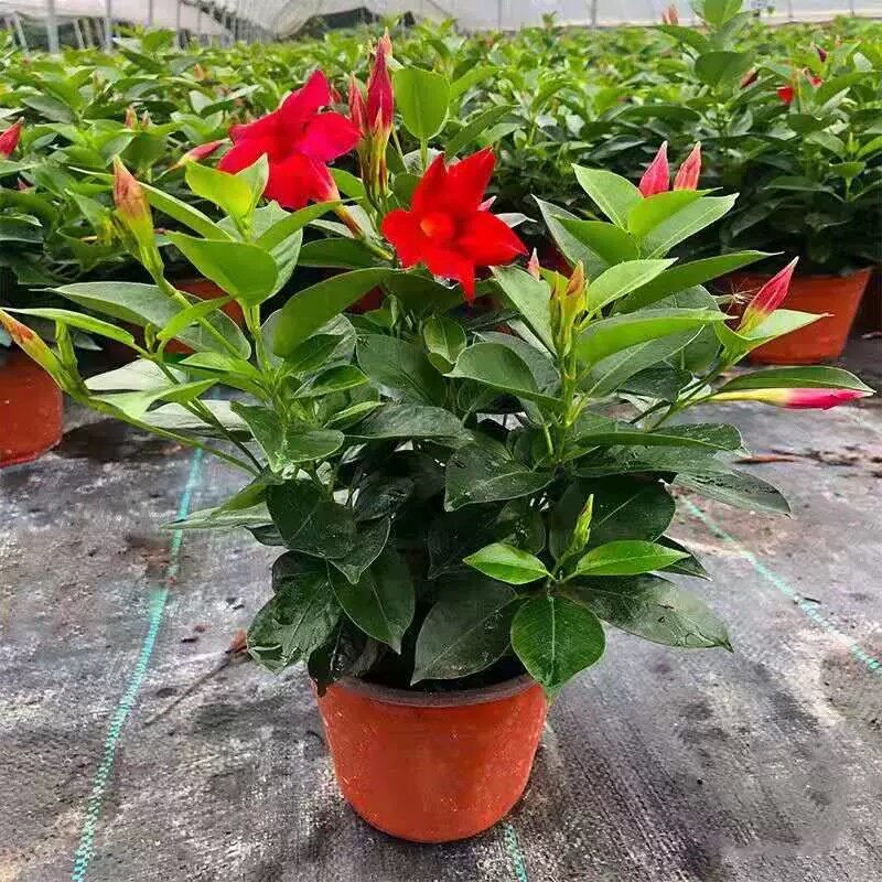 万里飘香藤四季开花爬藤植物红色双喜藤花苗阳台室内夏季花卉盆栽