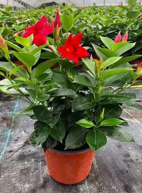 万里飘香藤四季开花爬藤植物红色双喜藤花苗阳台室内夏季花卉盆栽