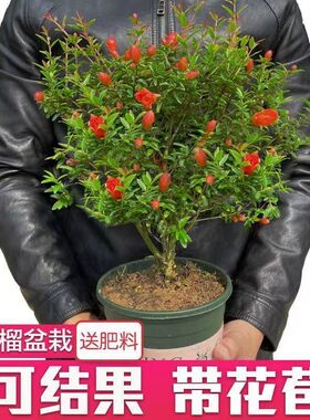 四季石榴开花结果阳台美观