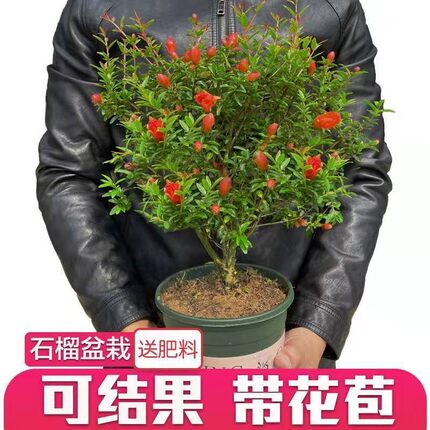 石榴花盆栽观赏果树苗室内盆景当年开花植物室外庭院阳台绿植花卉