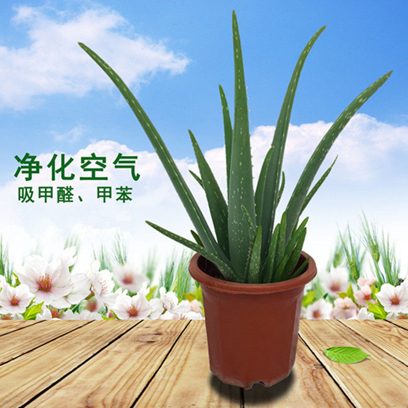 库拉索芦荟阳台净化空气