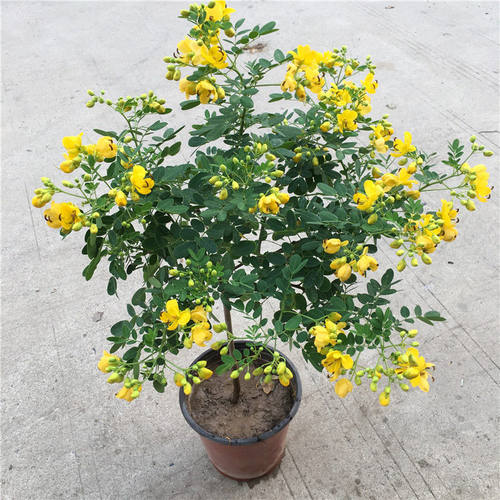 独干棒棒糖黄金梅木本庭院植物