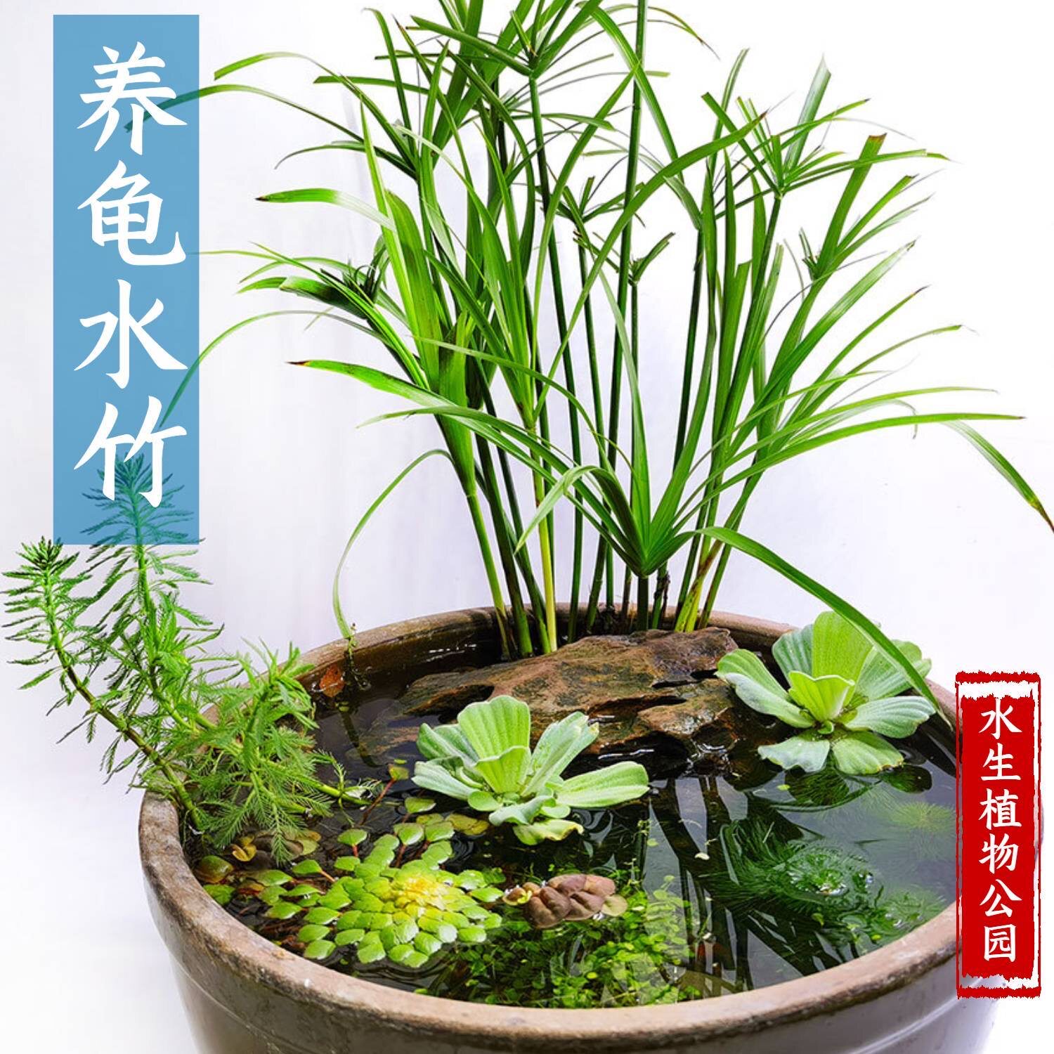 水竹水培植物带根旱伞草风车草鱼池塘边造景龟缸水生绿植净化水质