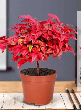 火焰南天竹盆栽客厅红叶植物树苗蓝天竹桌面绿植室内花卉四季好养