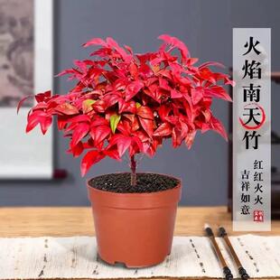 火焰南天竹盆栽客厅红叶植物树苗蓝天竹桌面绿植室内花卉四季好养