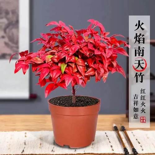 火焰南天竹盆栽客厅红叶植物树苗蓝天竹桌面绿植室内花卉四季好养