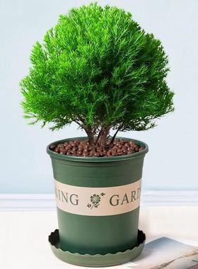 放青松绿植雾松室内小盆栽雾凇办公室桌面放轻松植物摆件四季好养