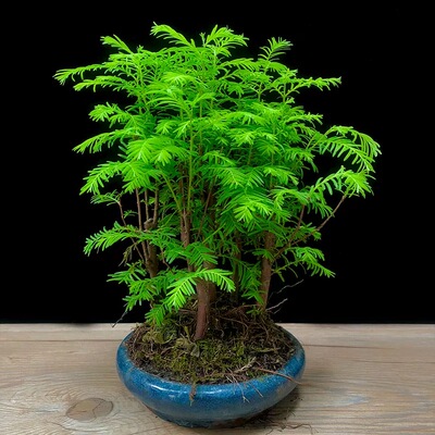 水杉水培鱼缸造景溪流缸水杉盆栽盆景鱼池水生植物绿植水草室内外