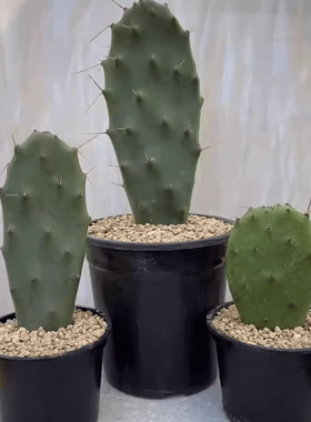 黄大刺仙人掌盆栽嫁接蟹爪兰令箭荷花米邦塔叶片可食用可美容植物