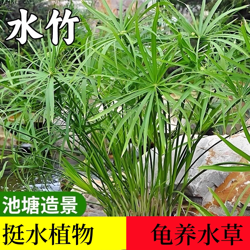 风车水竹水生植物养龟绿植净化水质池塘增氧造景绿化庭院阳台易养