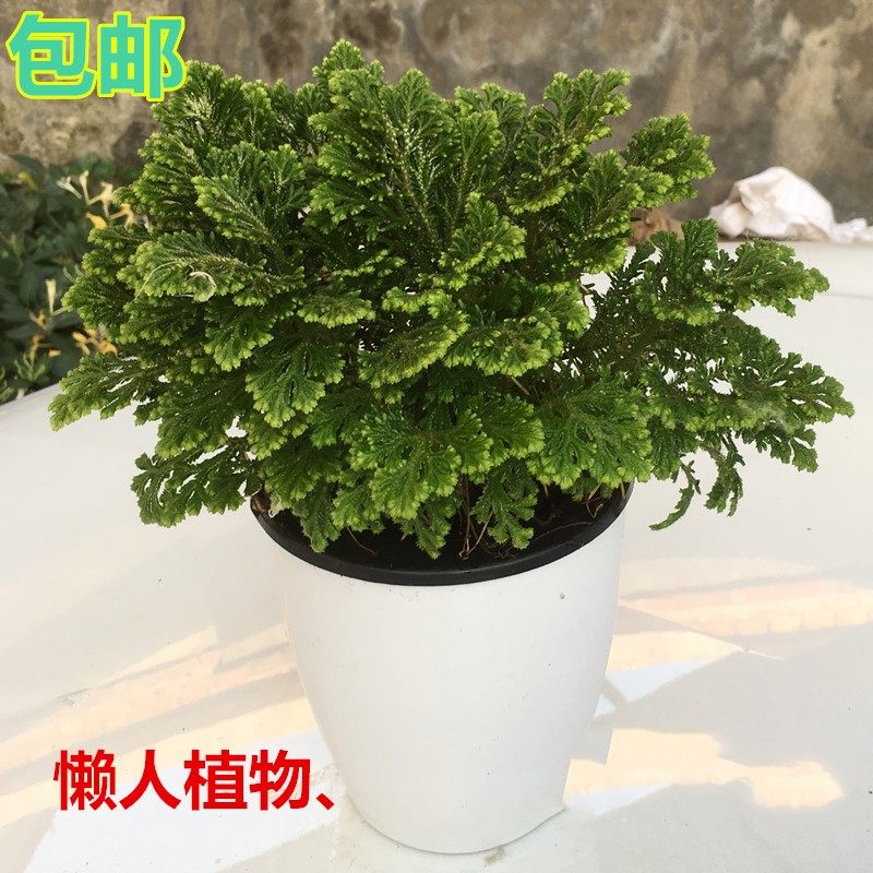 卷柏盆栽 银边卷柏 多年生蕨类植物 银色波浪卷柏盆栽 耐寒 常绿