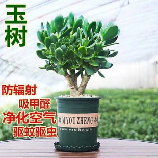 玉树老桩大株盆栽多肉植物室内四季好养绿植净化空气四季常绿盆栽