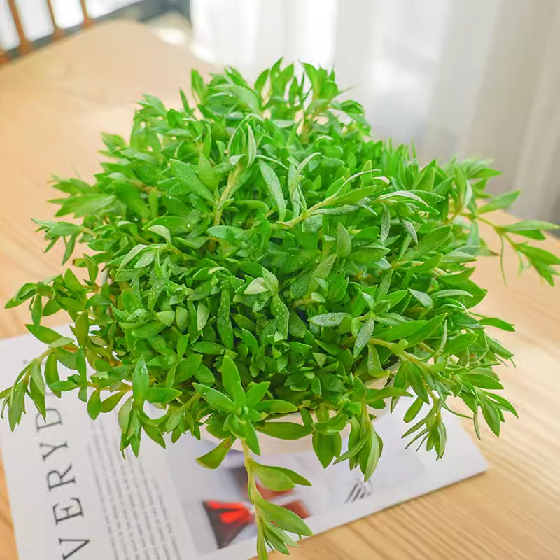 垂盆草中草药材盆栽护肝可食用多肉吊兰绿植狗牙半支蛇丹草石指甲